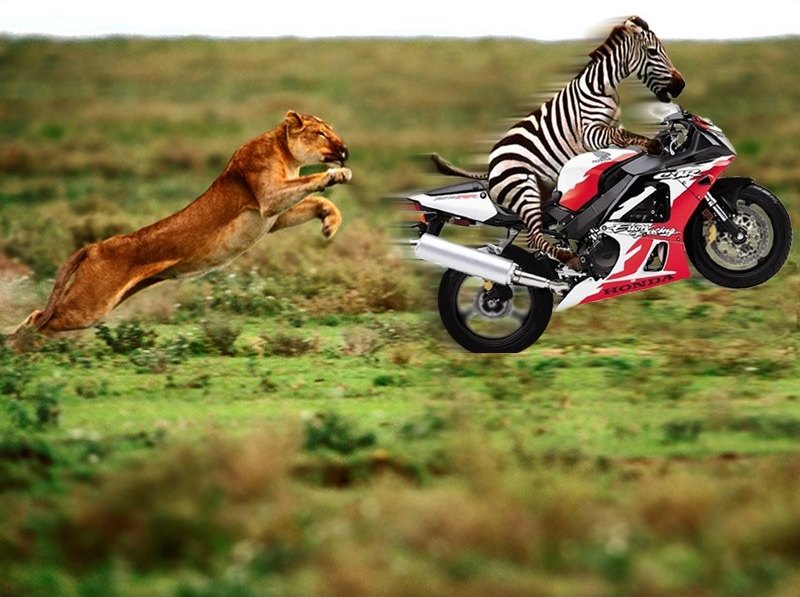 zebra.jpg